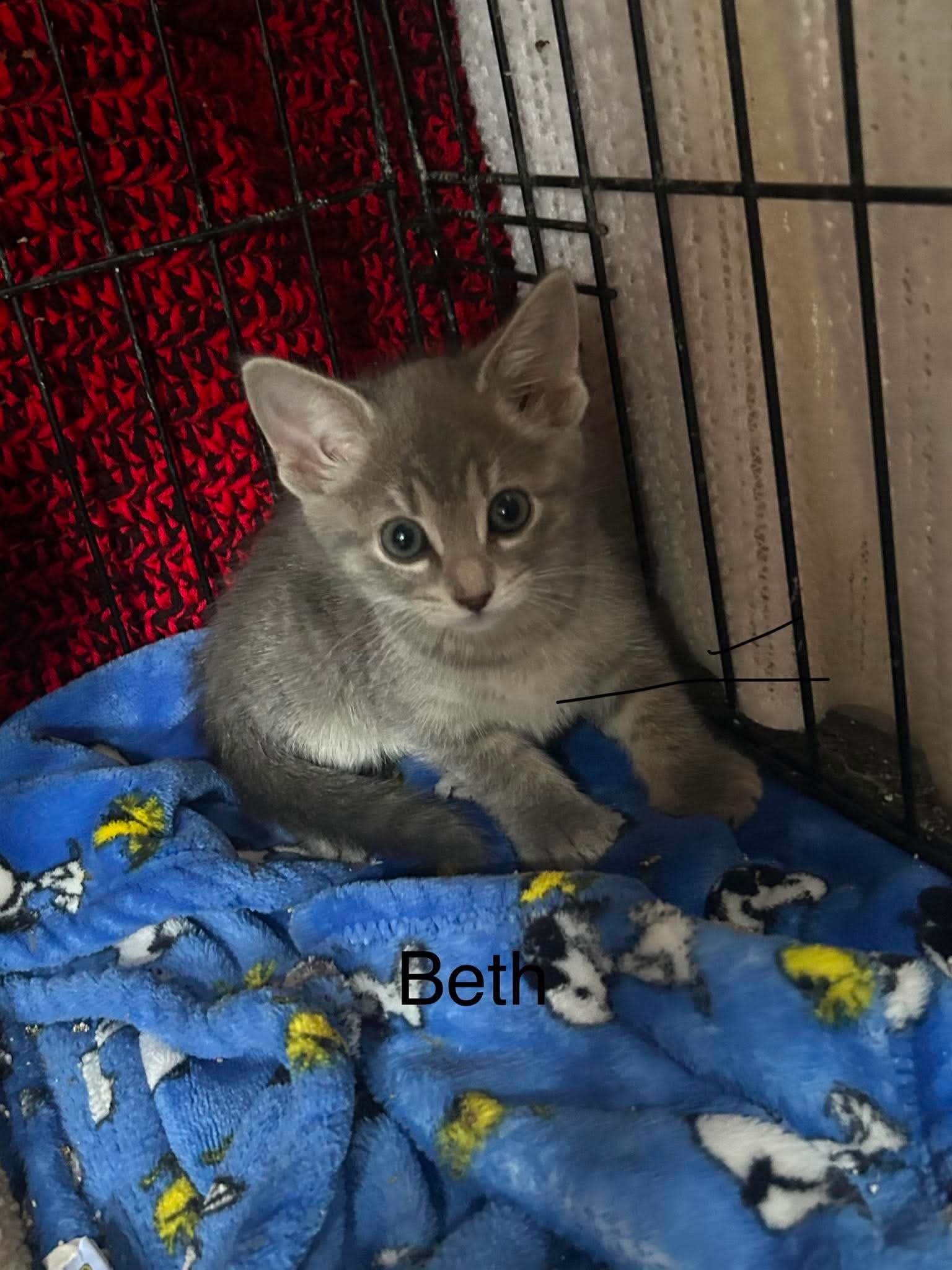 Beth - Domestic Short Hair