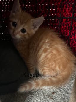 Kayce image 1
