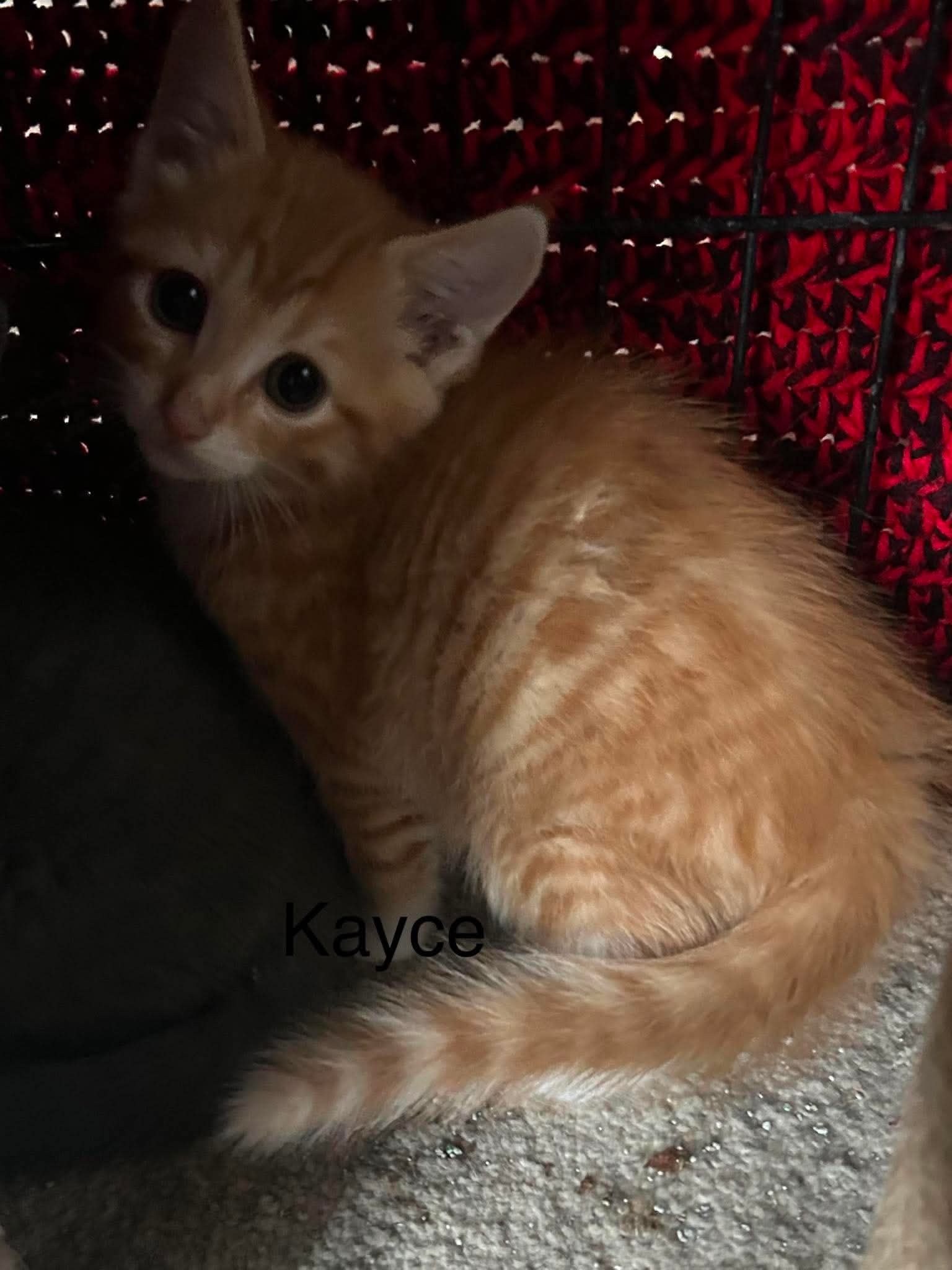 Kayce - Domestic Short Hair