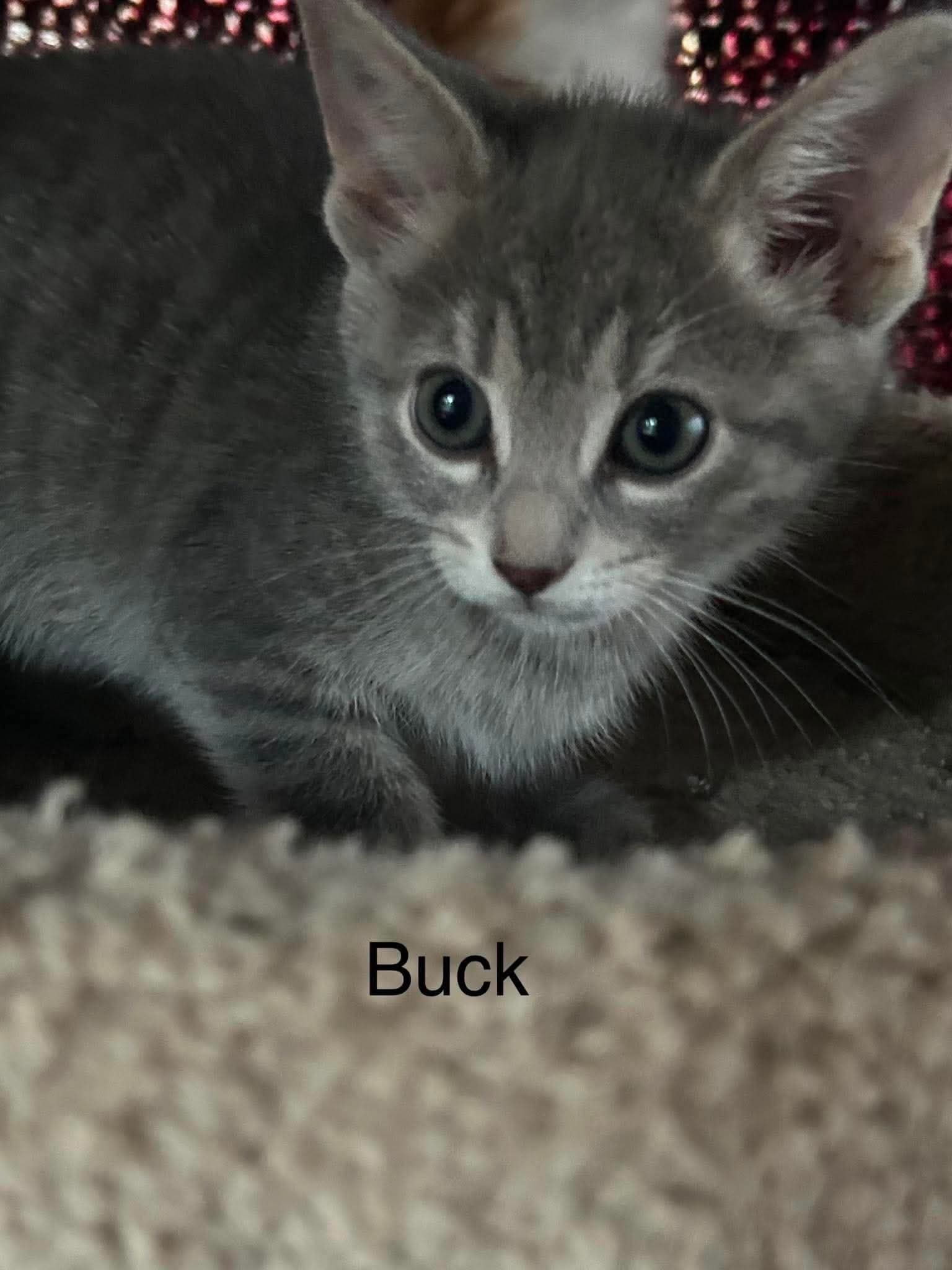 Buck - Domestic Short Hair