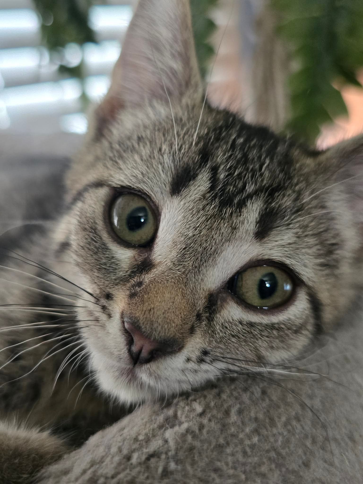 Hot Pants - Domestic Short Hair