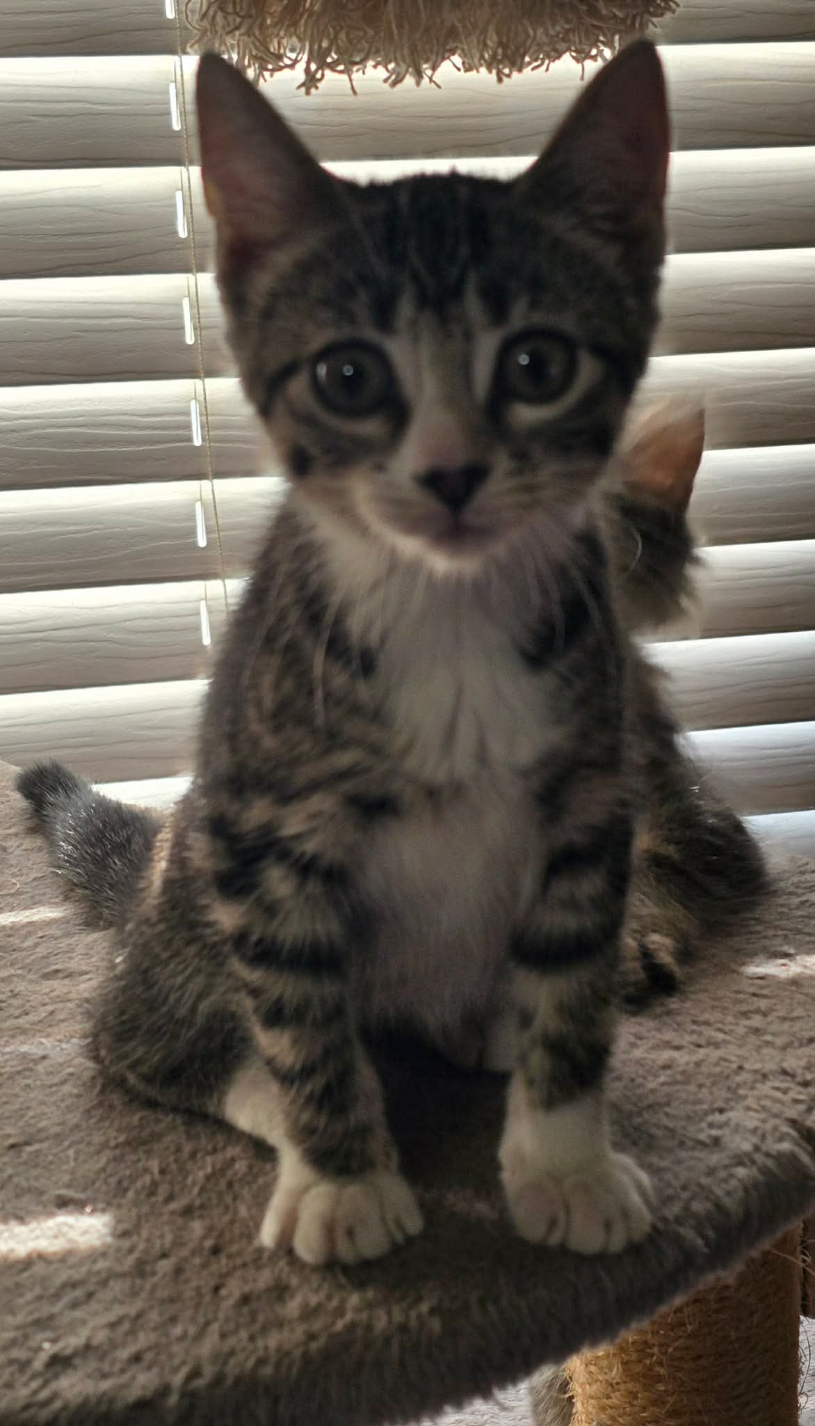 Foxy Lady - Domestic Short Hair