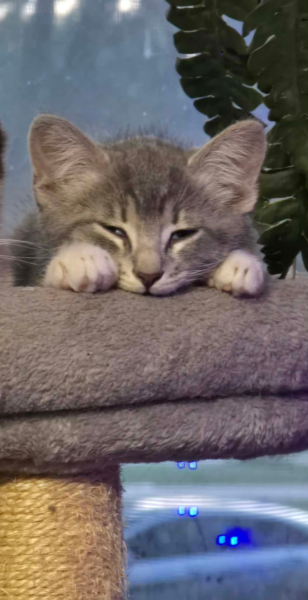 Ira - Domestic Short Hair
