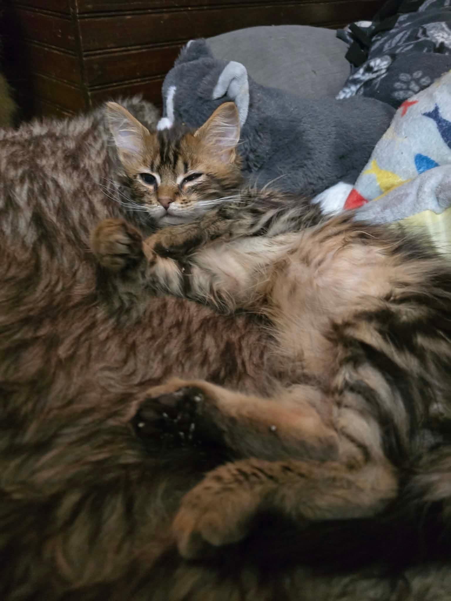 Buford - Domestic Short Hair