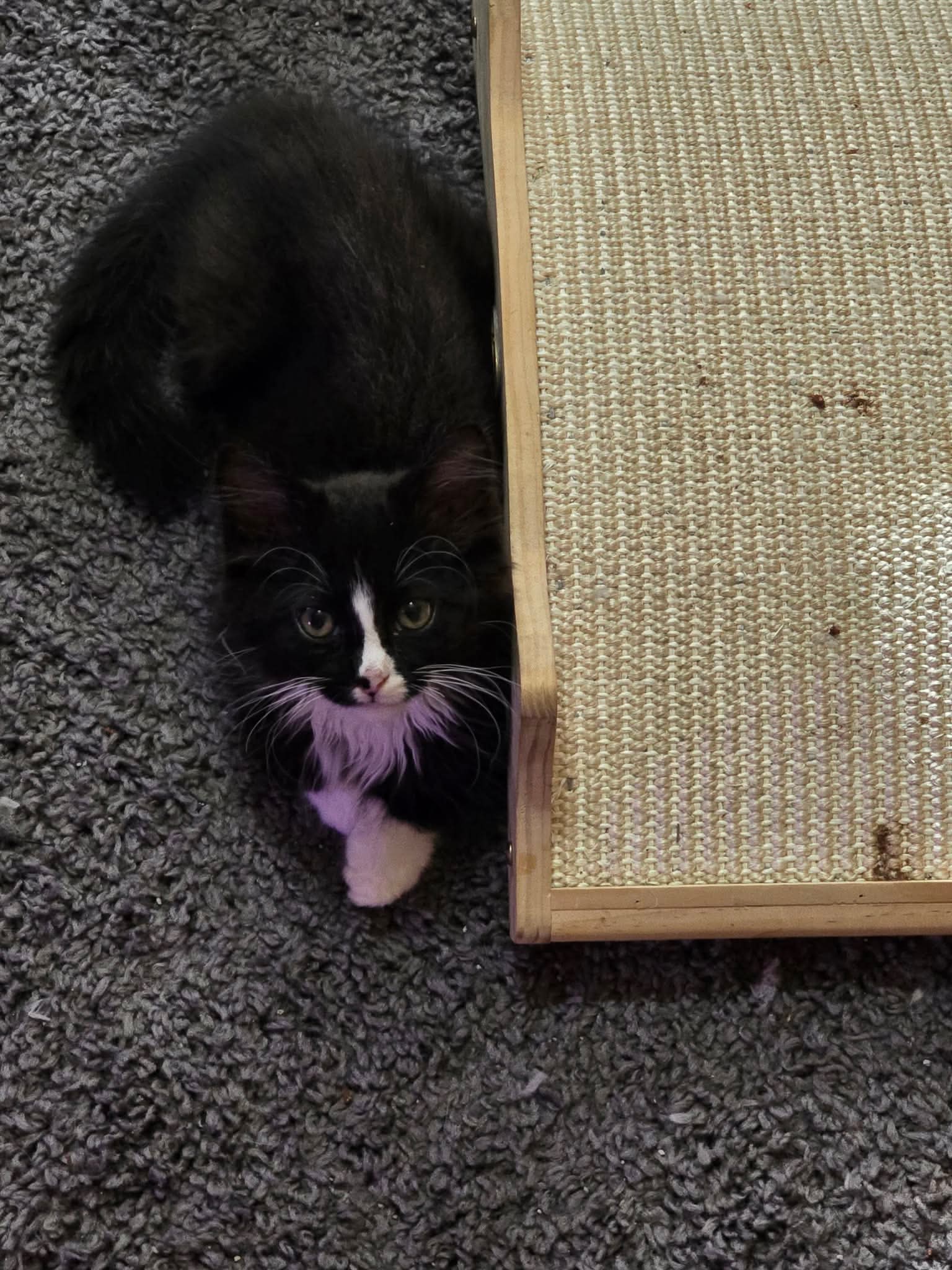 Carter - Domestic Medium Hair