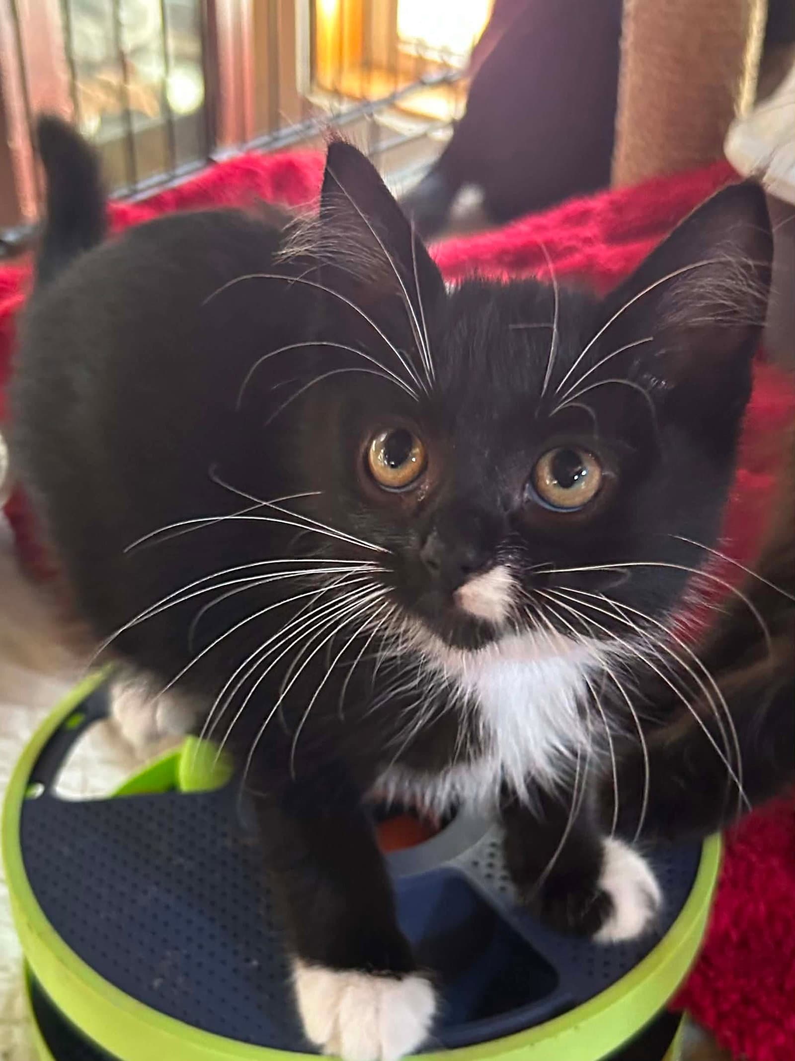 Lucille - Domestic Short Hair