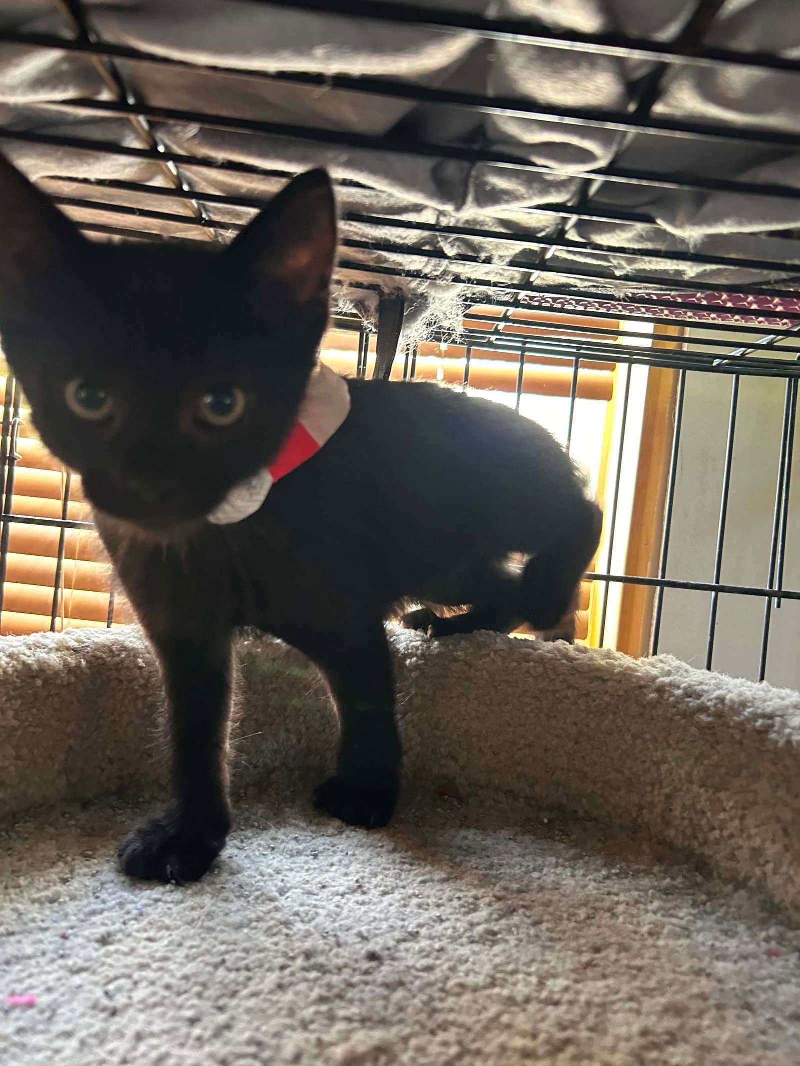 Happy - Domestic Short Hair