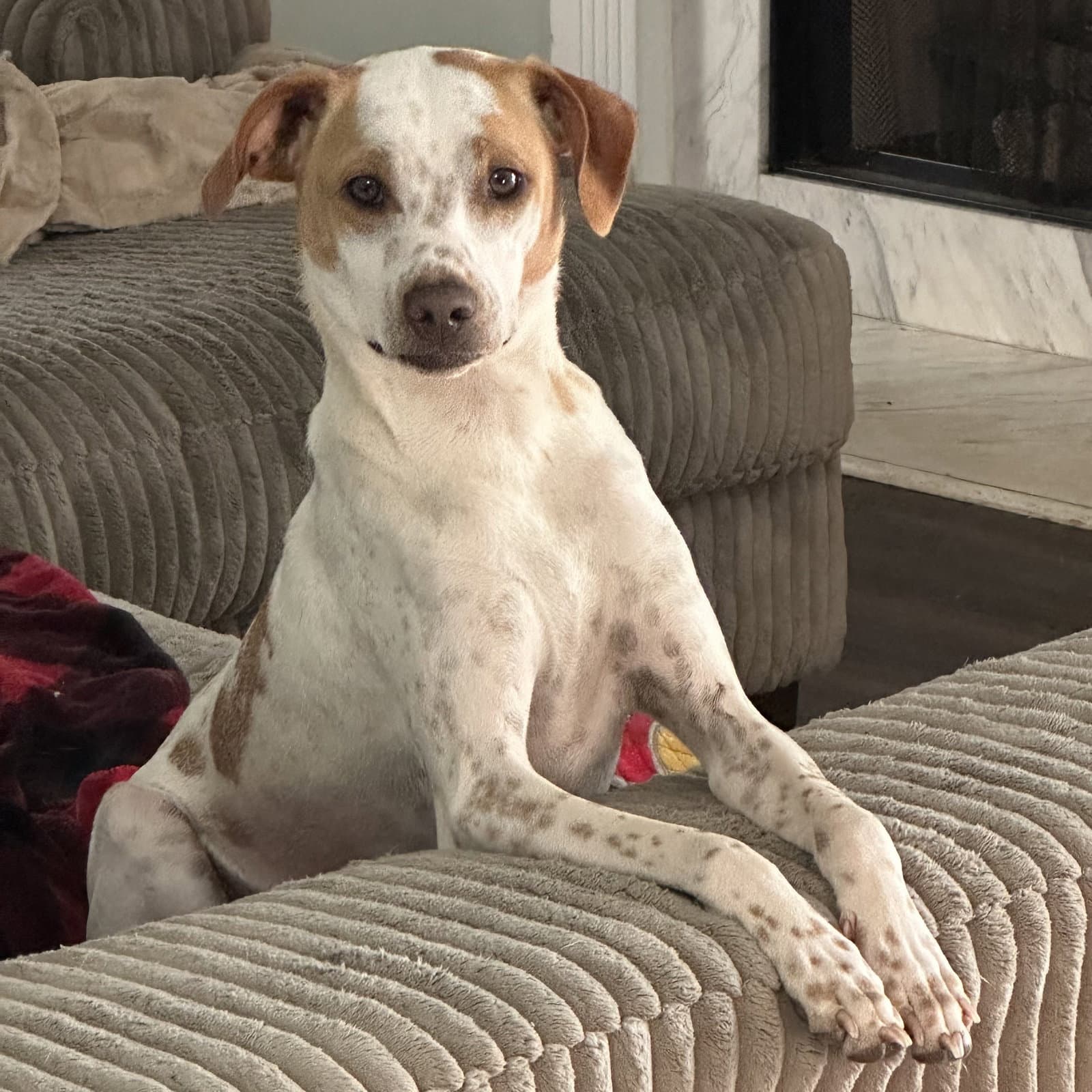 Luc - Terrier