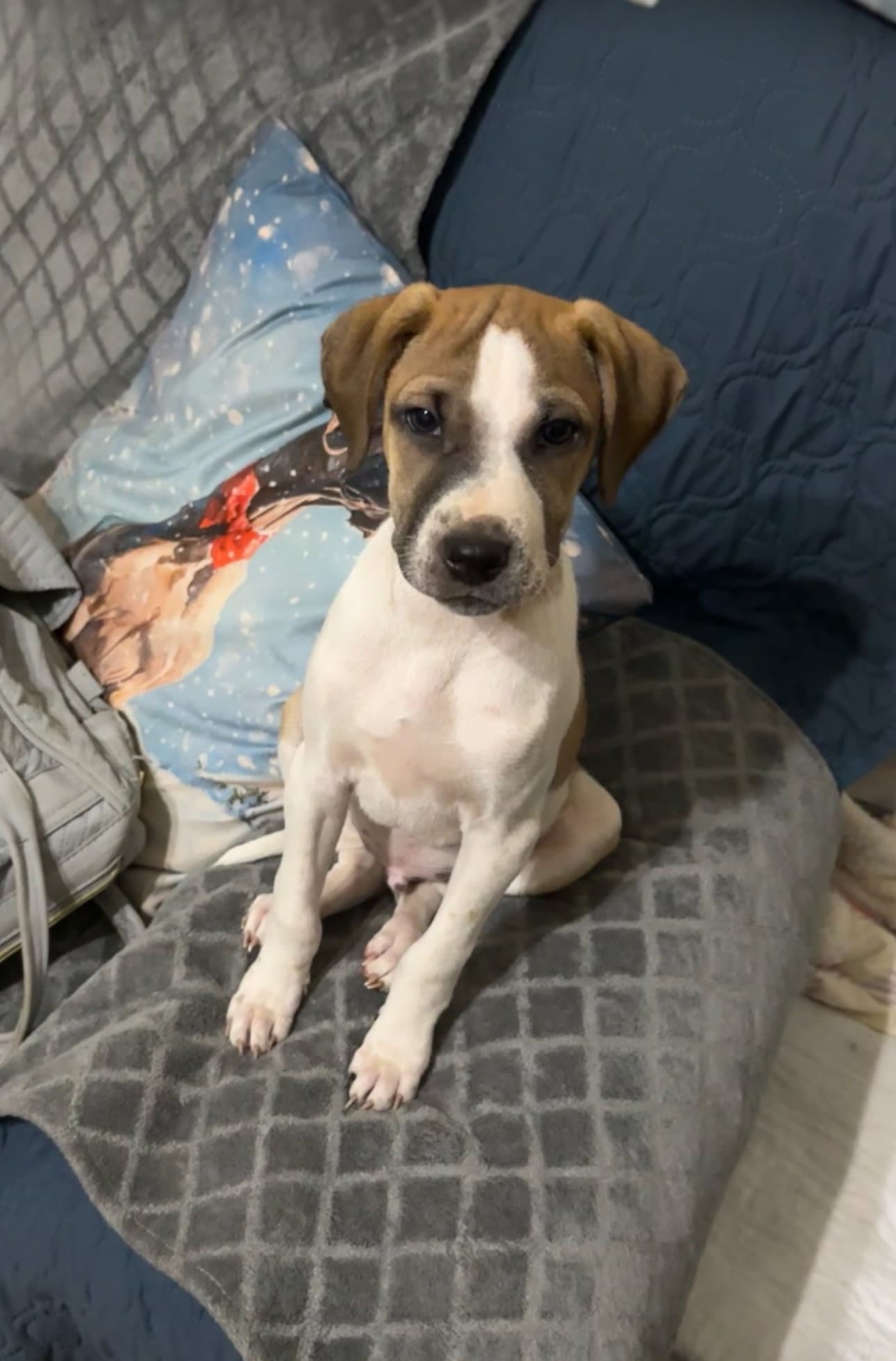 Lucas - Terrier