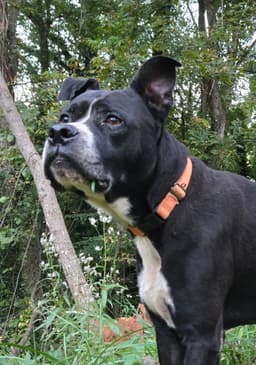 Charlie image 1