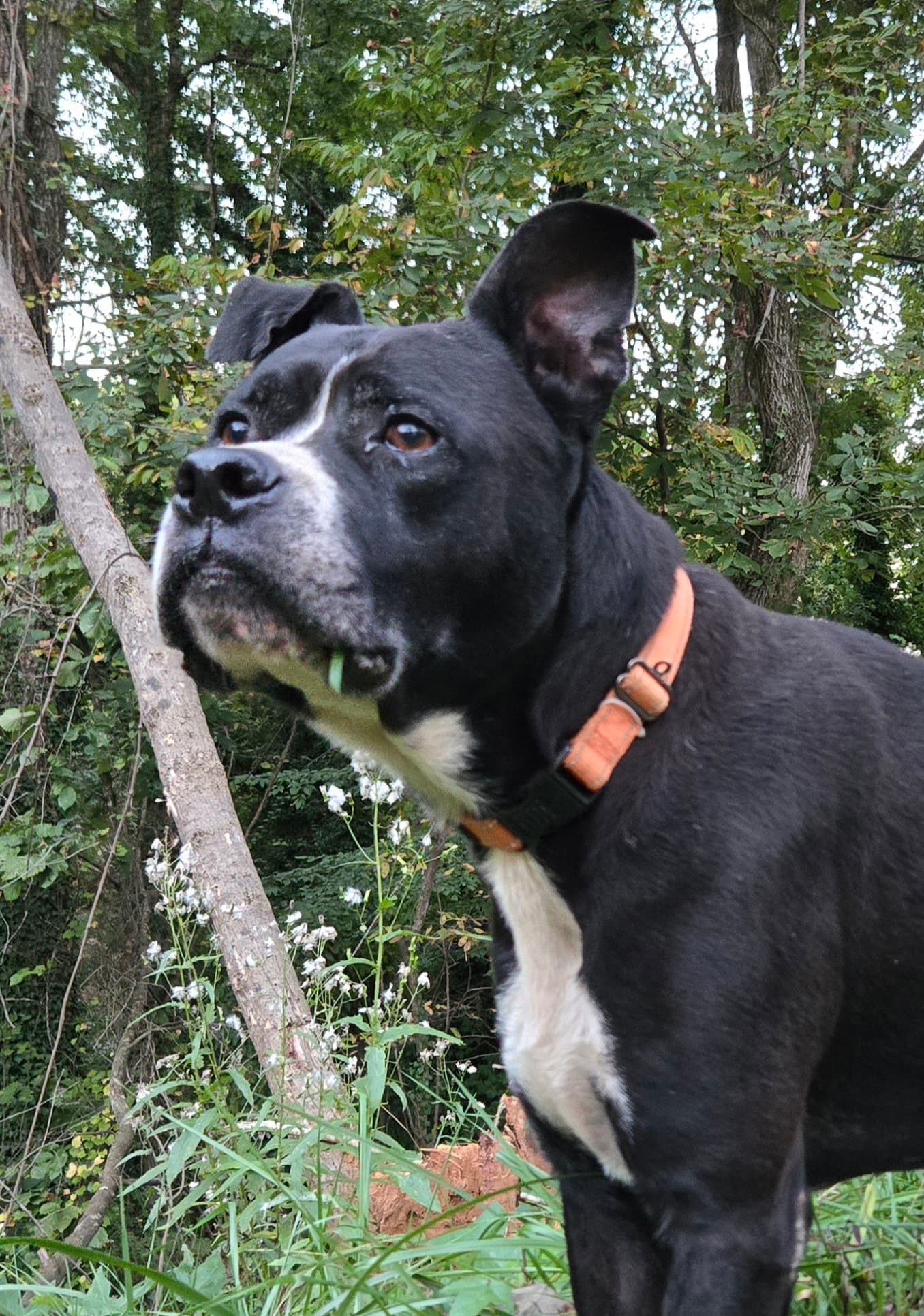 Charlie - Boxer