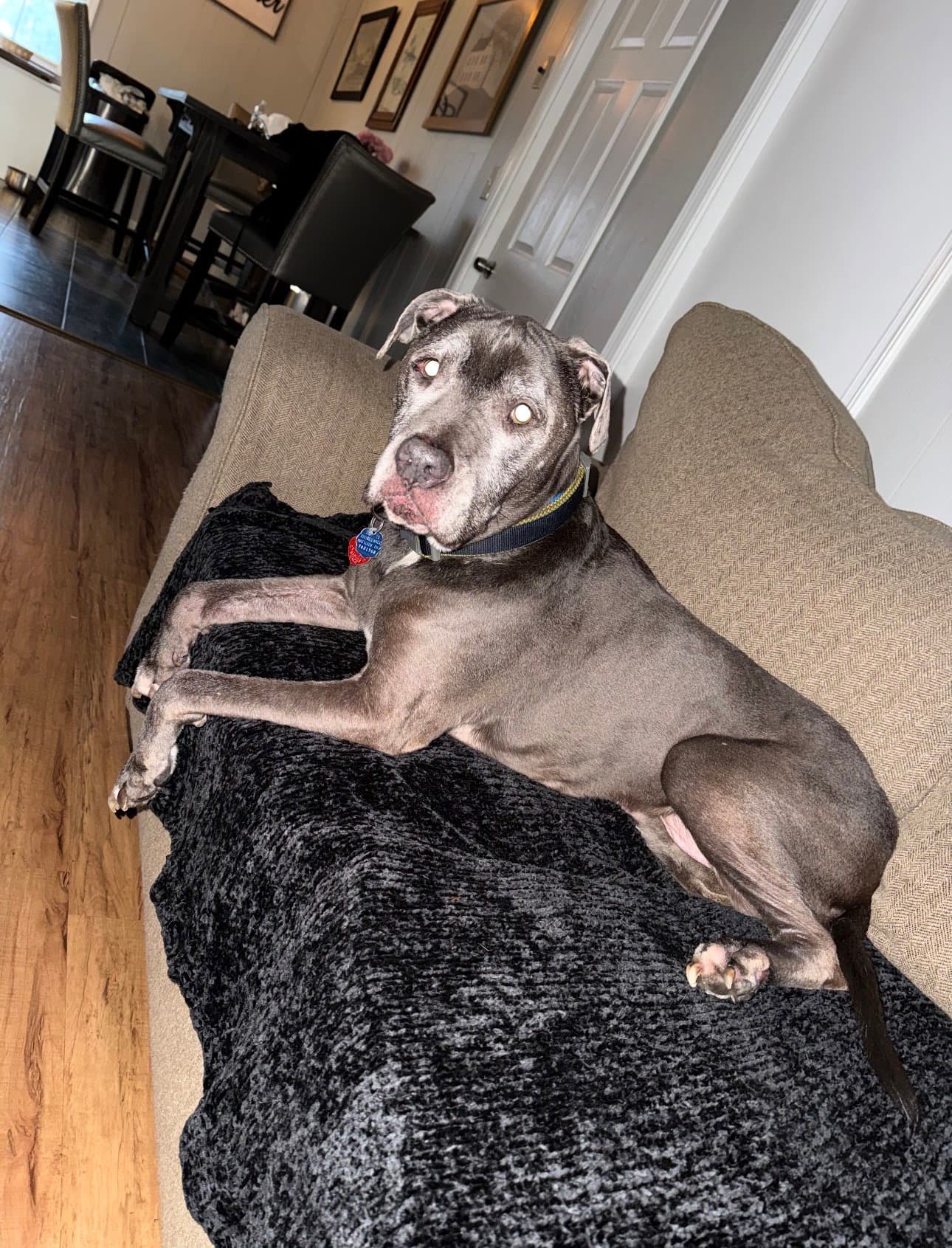 Dexter - American Pit Bull Terrier