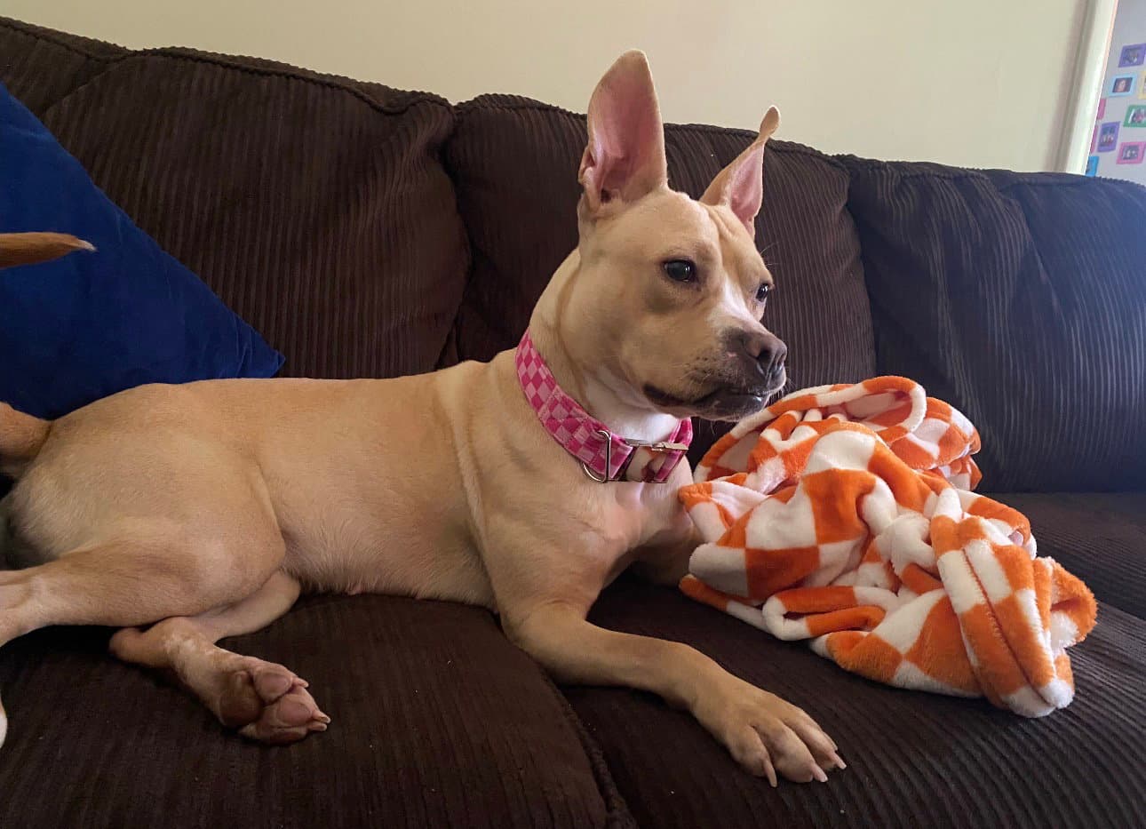 Monday - American Pit Bull Terrier