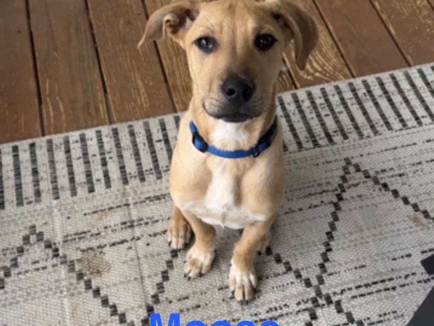 Moose - Labrador Retriever