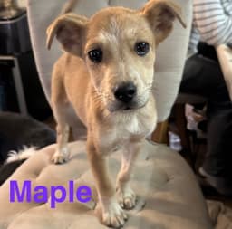 Maple image 2