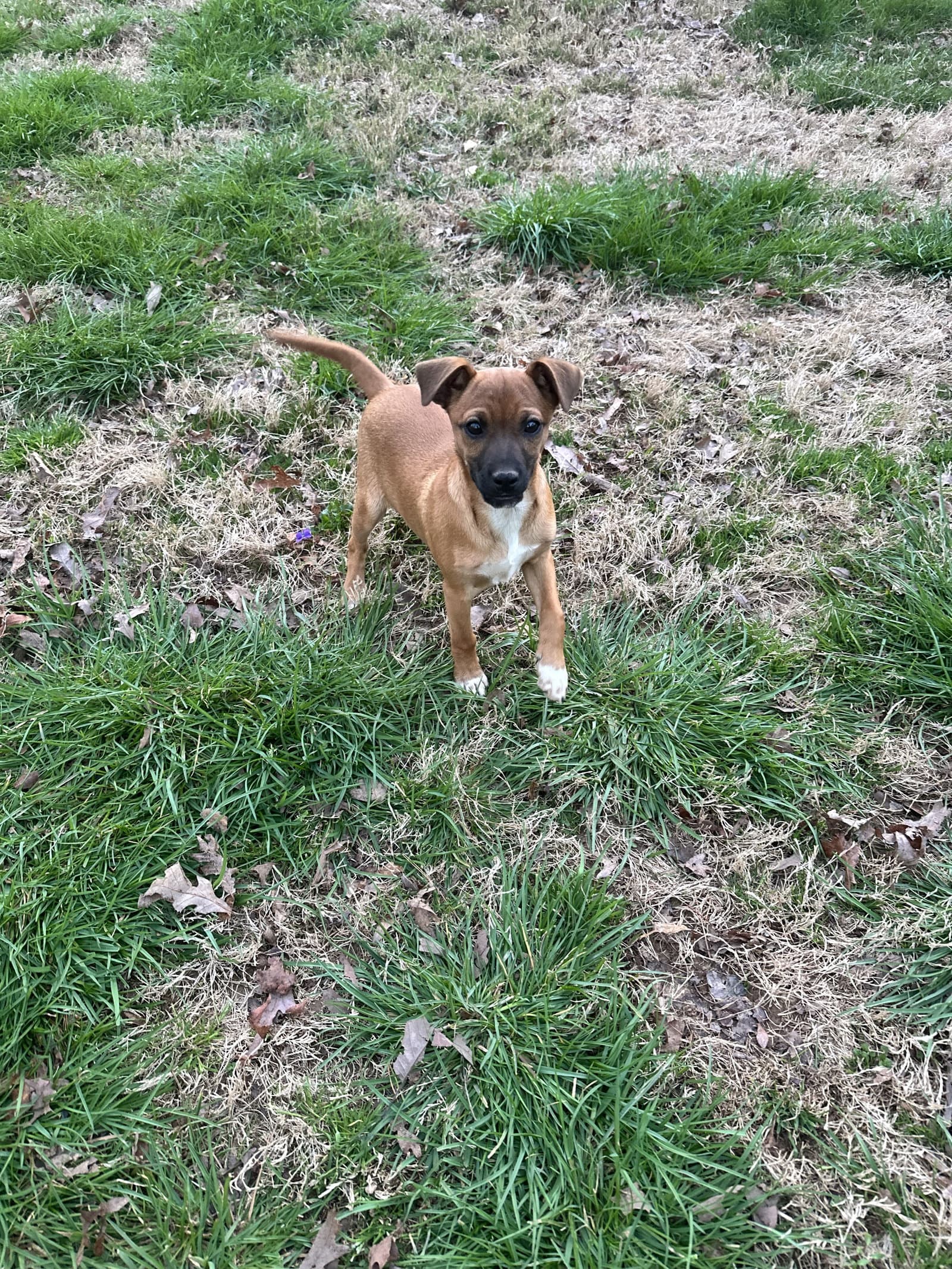 Willy - Chihuahua