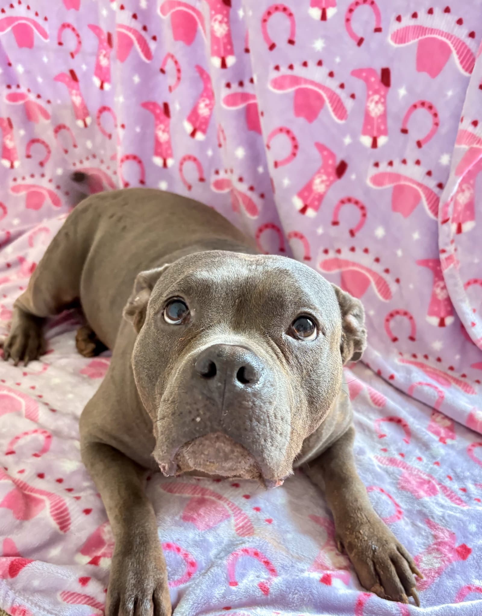 Legacy - American Pit Bull Terrier