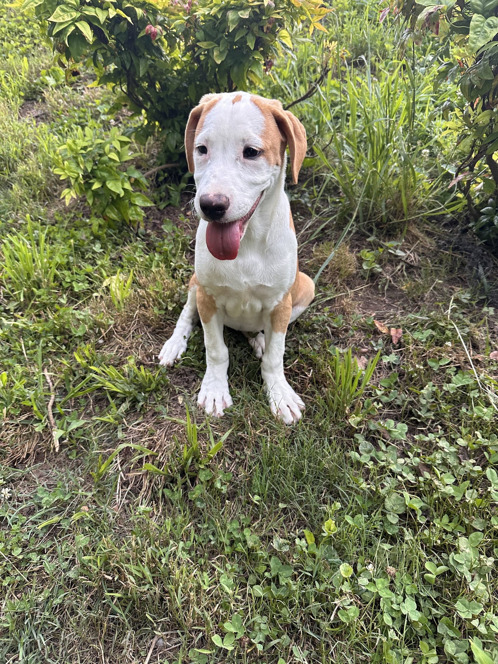 Delilah - Beagle