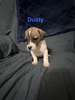 Dusty image 1