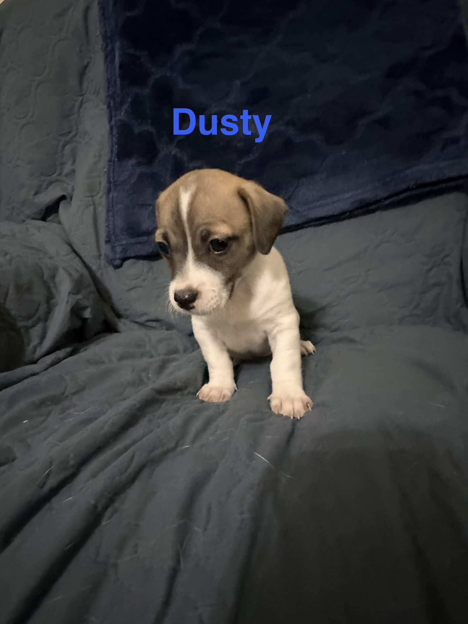 Dusty - Jack Russell Terrier