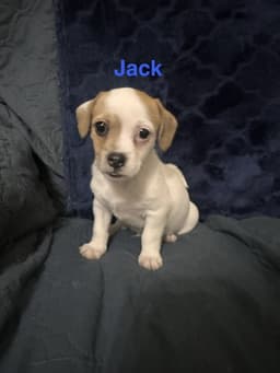 Jacks image 1