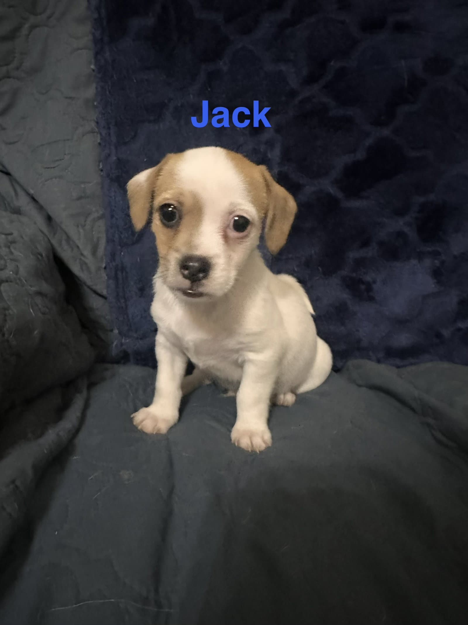 Jacks - Jack Russell Terrier
