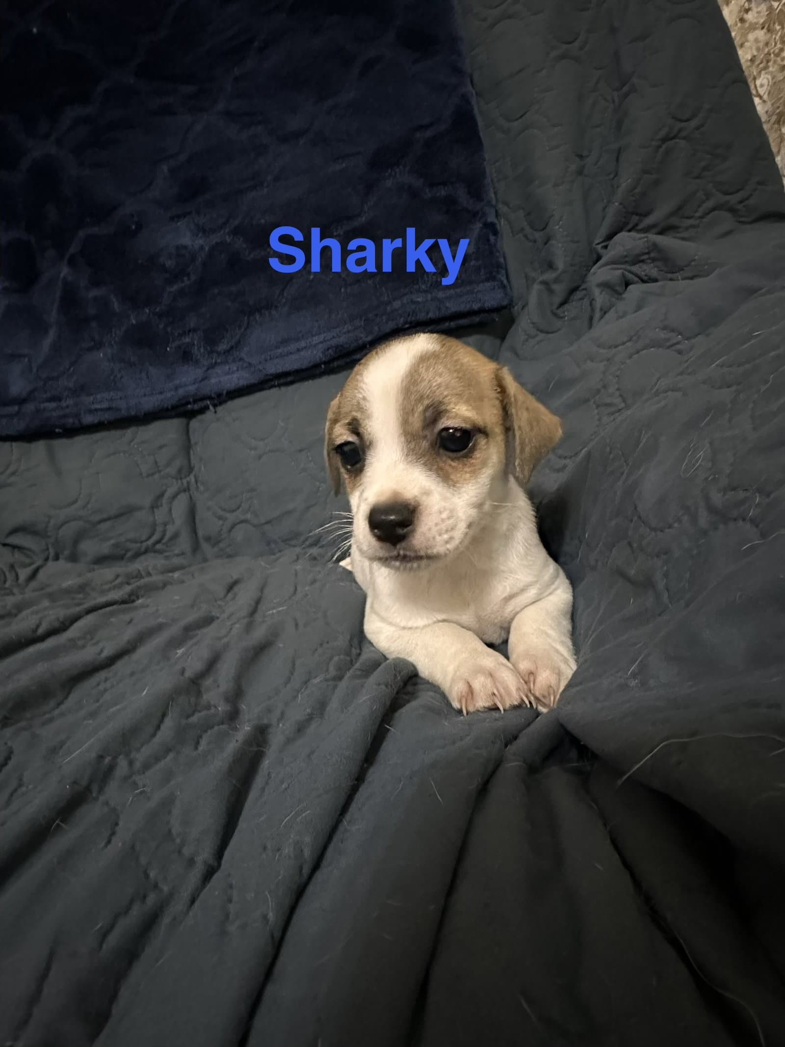 Sharky - Jack Russell Terrier