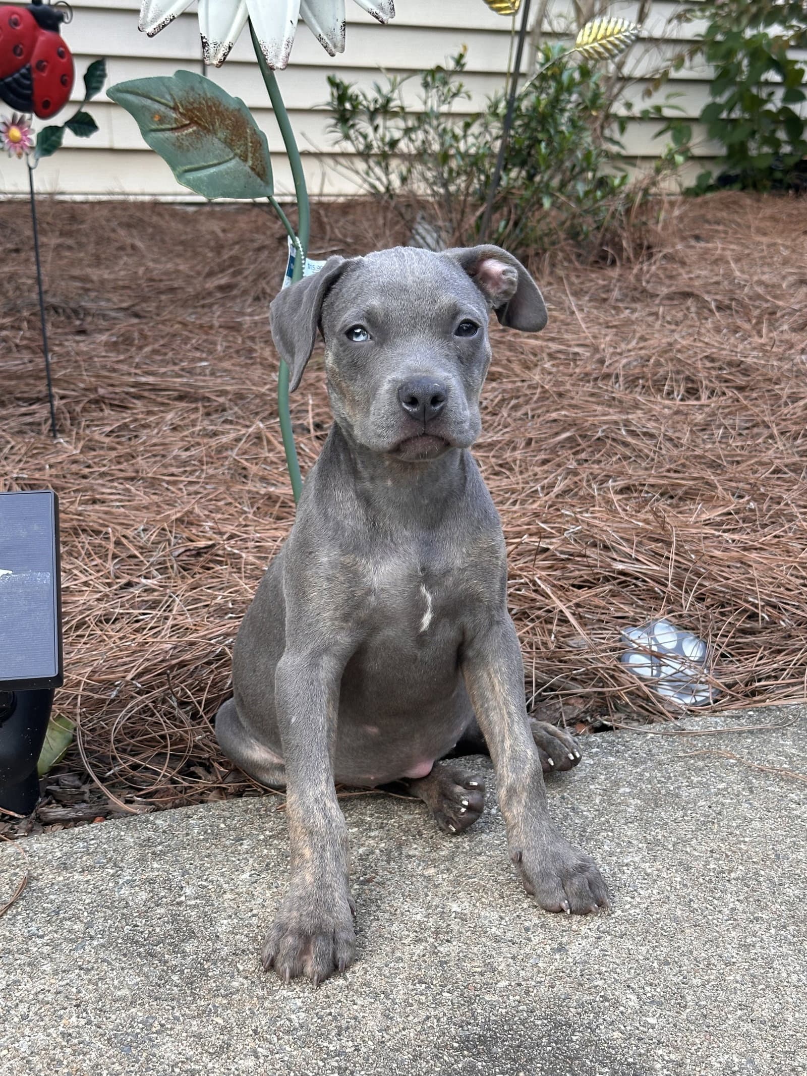 Myla - Weimaraner