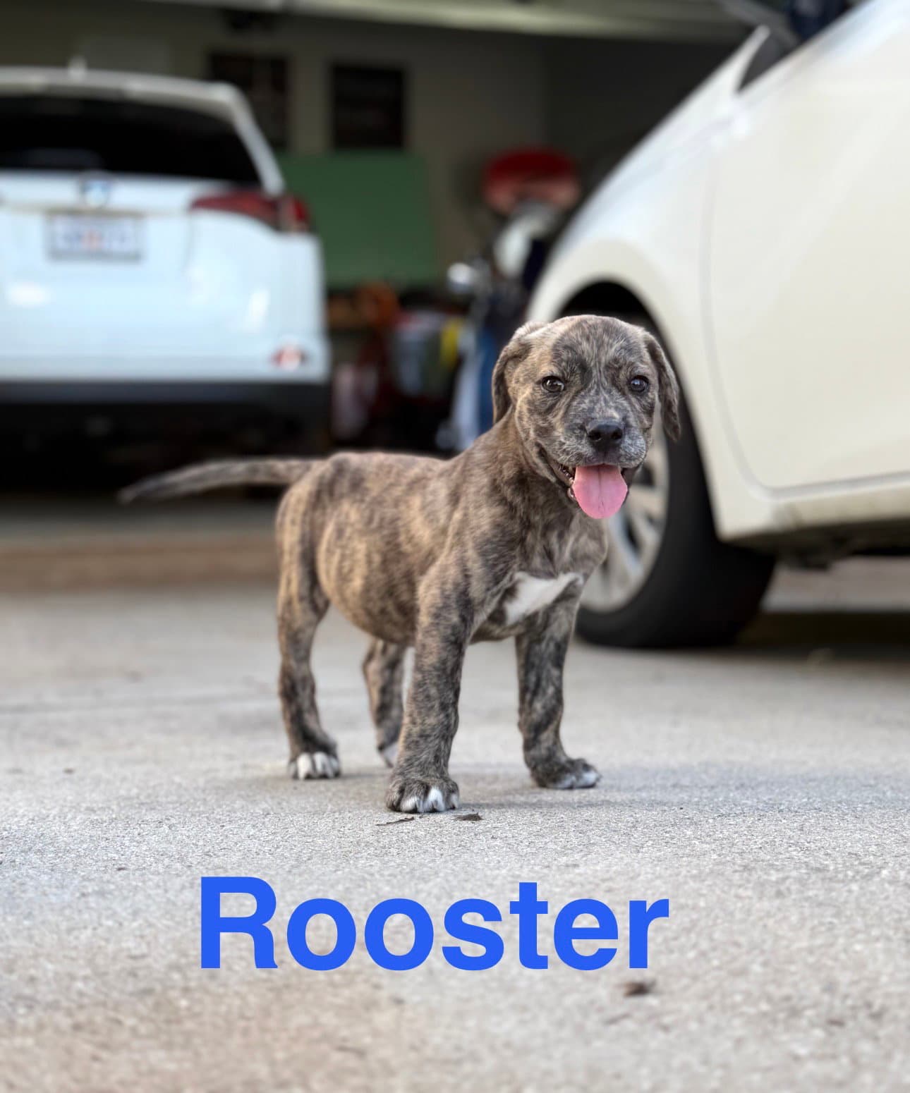 Rooster - Hound
