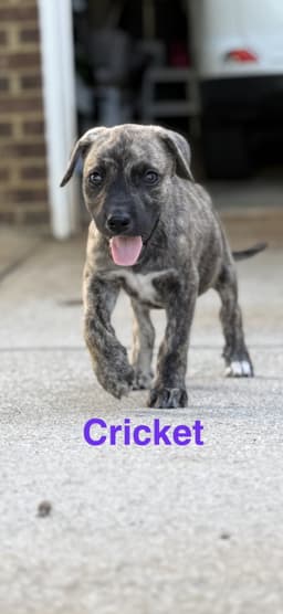 Cricket image 1