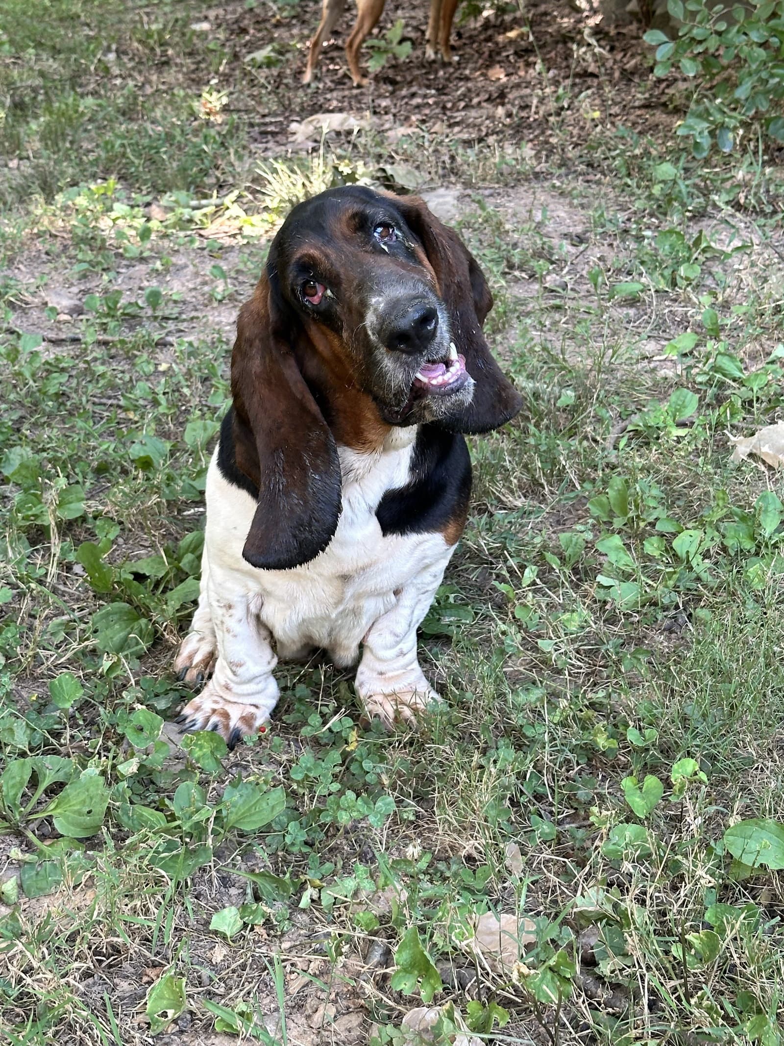 Dollie - Basset Hound