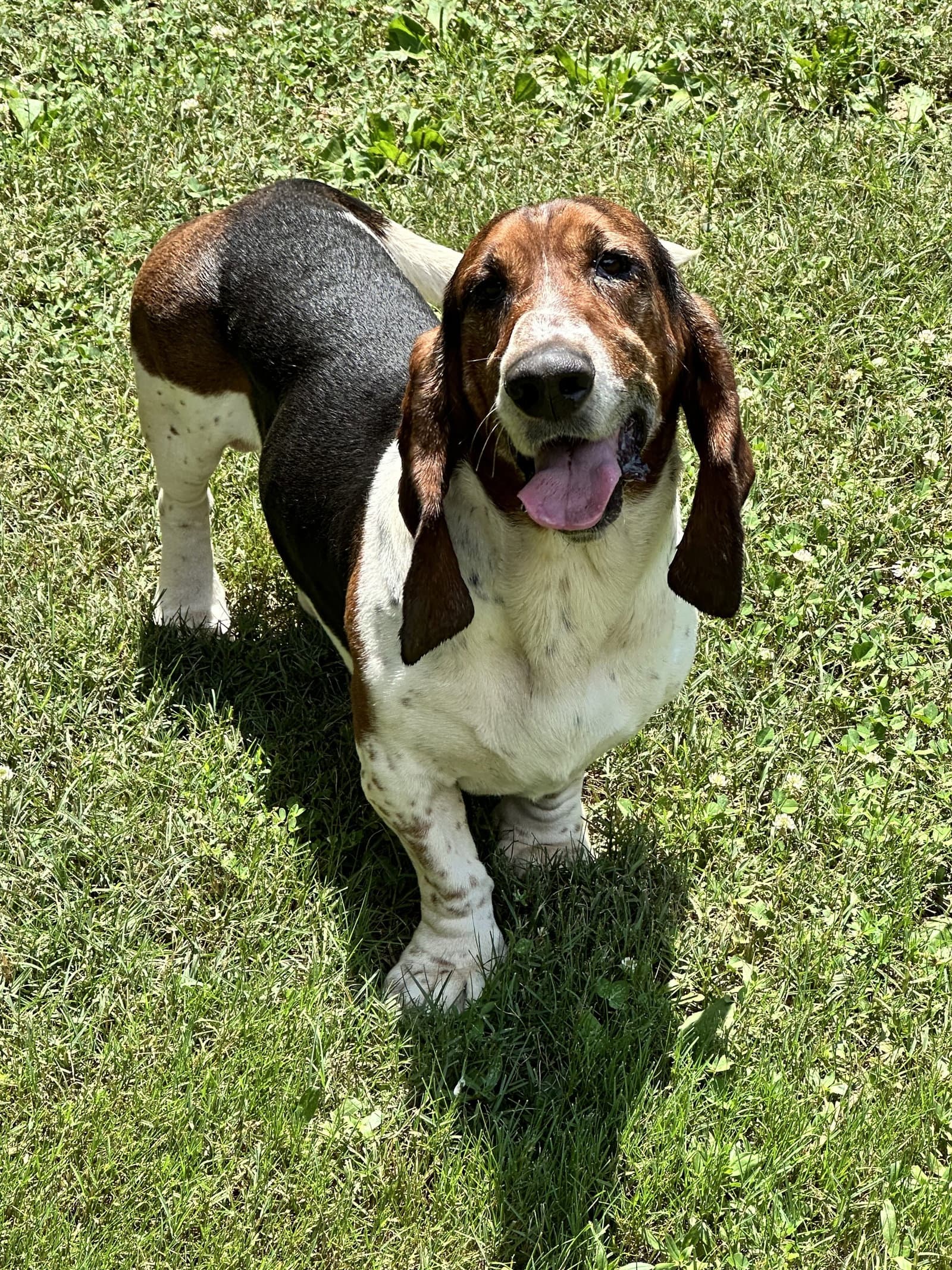 Doc - Basset Hound