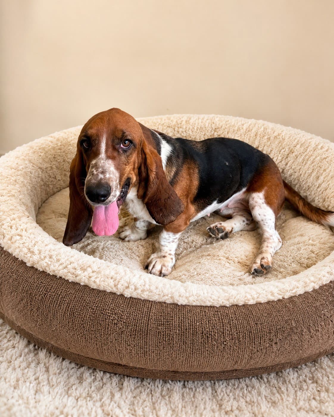 Dora - Basset Hound