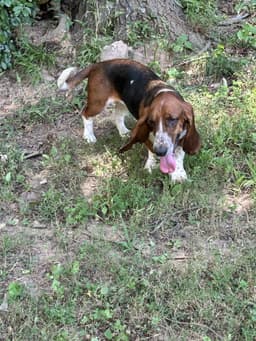 Dora image 4