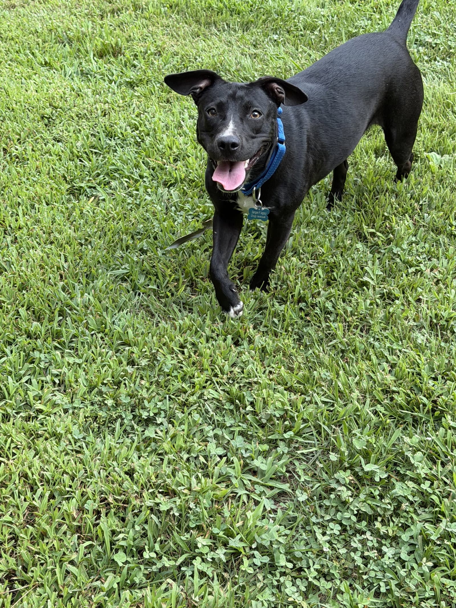 Sombra - Labrador Retriever