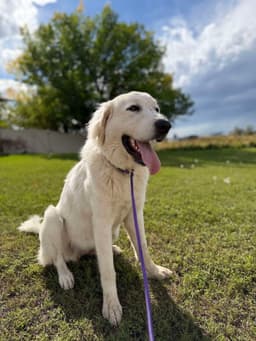 Ellie image 2