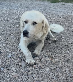 Riley image 2
