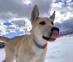 Bert image 1