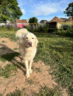 Maggie image 3
