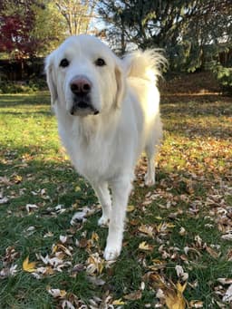 Maggie image 1
