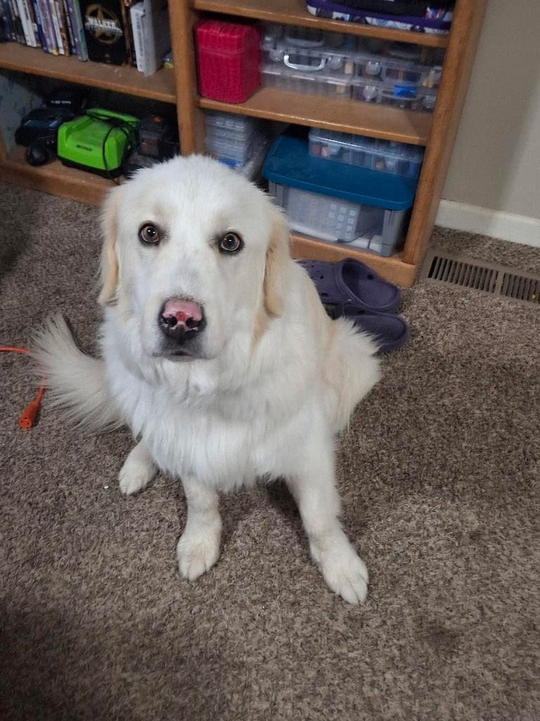 Stryker - Great Pyrenees