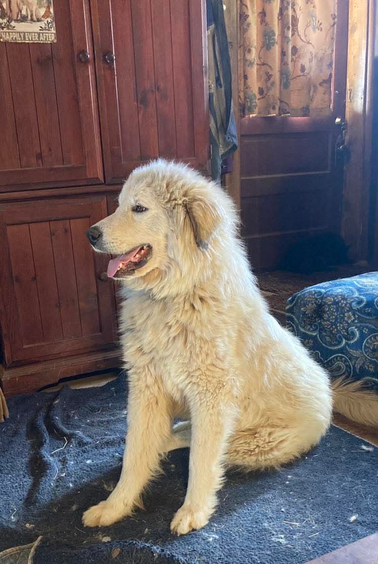Flora - Great Pyrenees