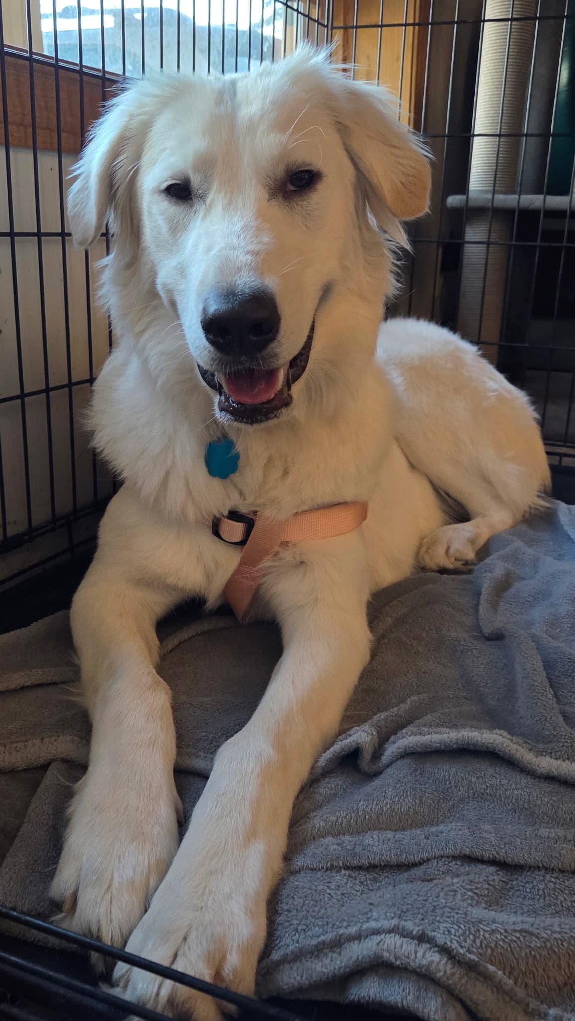 Ariel - Great Pyrenees