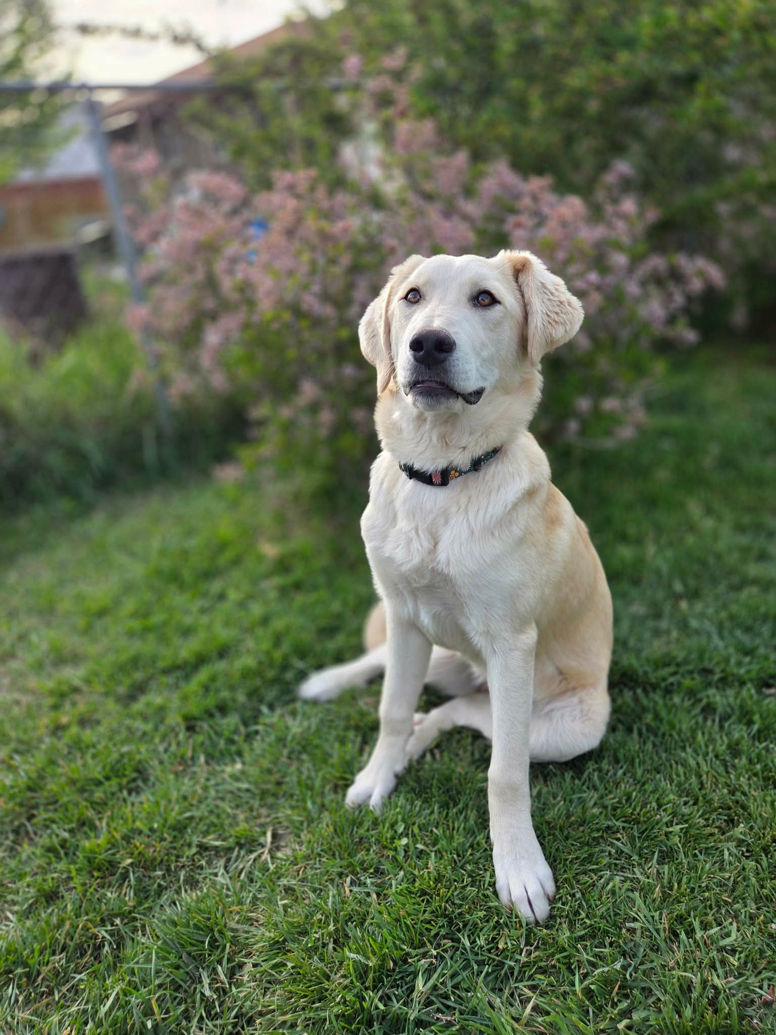Ambrosia - Great Pyrenees