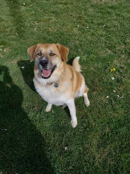 Cinnamon Sr image 1