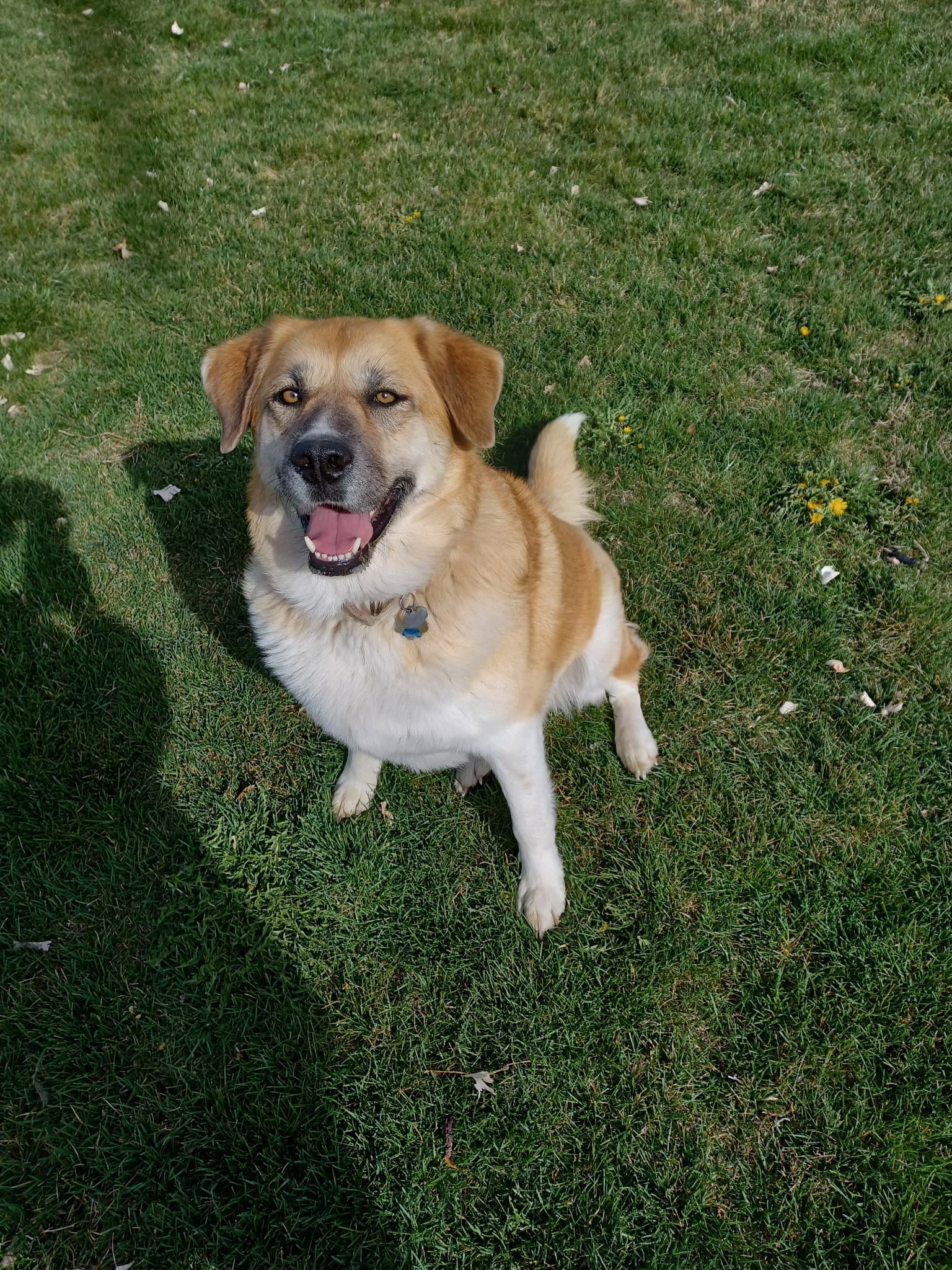 Cinnamon Sr - Great Pyrenees