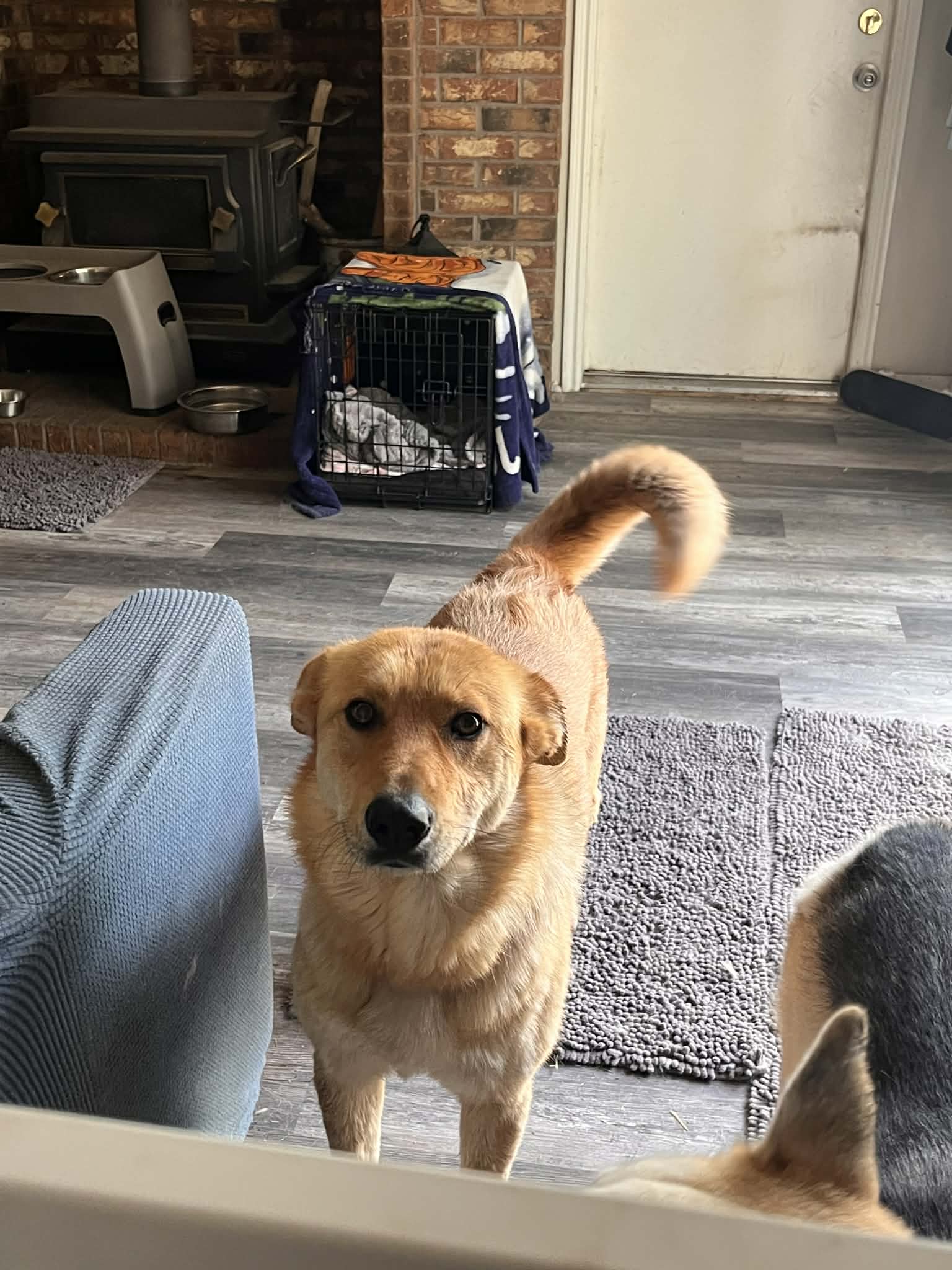 Cinnamon - Great Pyrenees