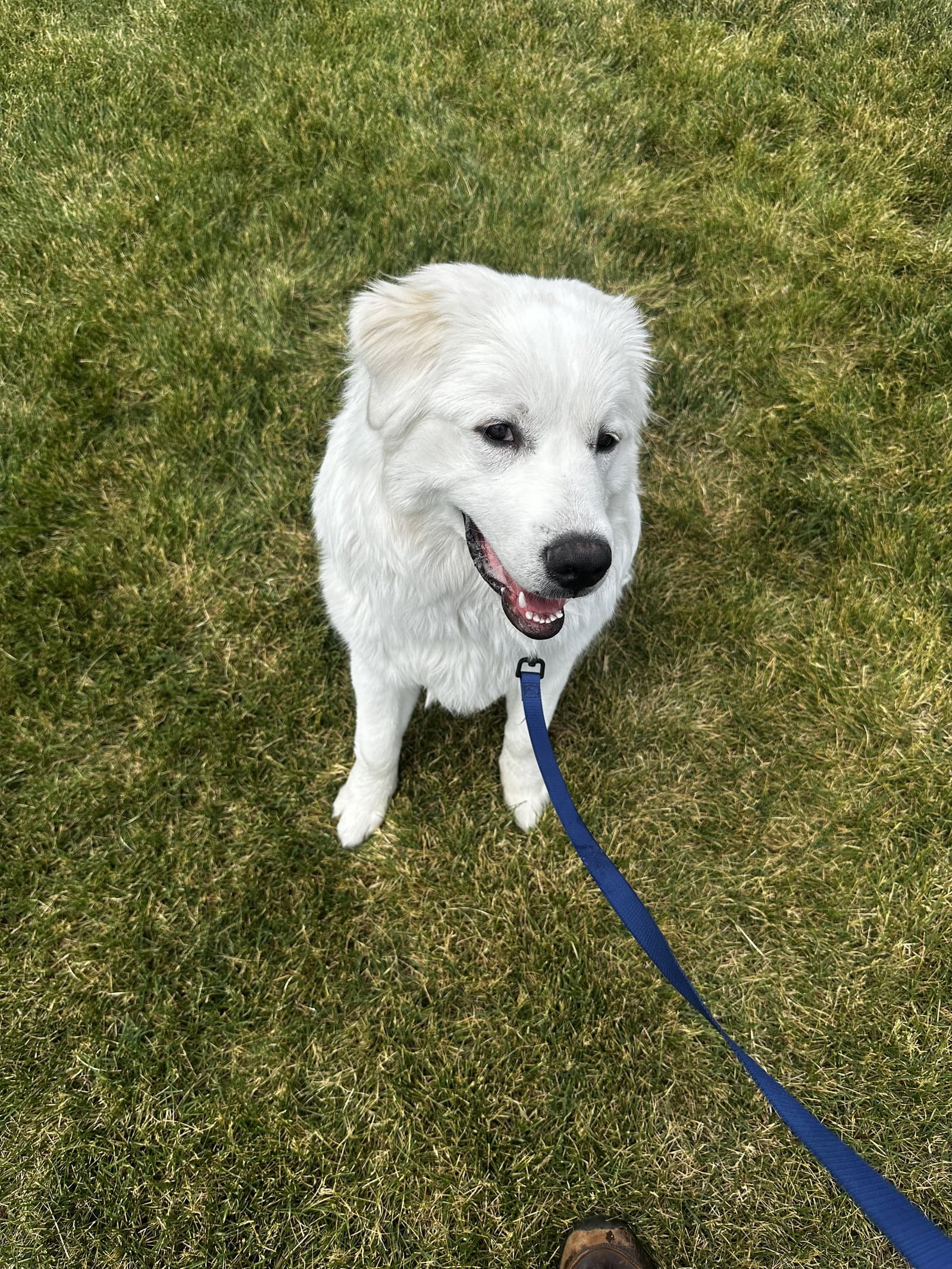 Penny - Maremma Sheepdog