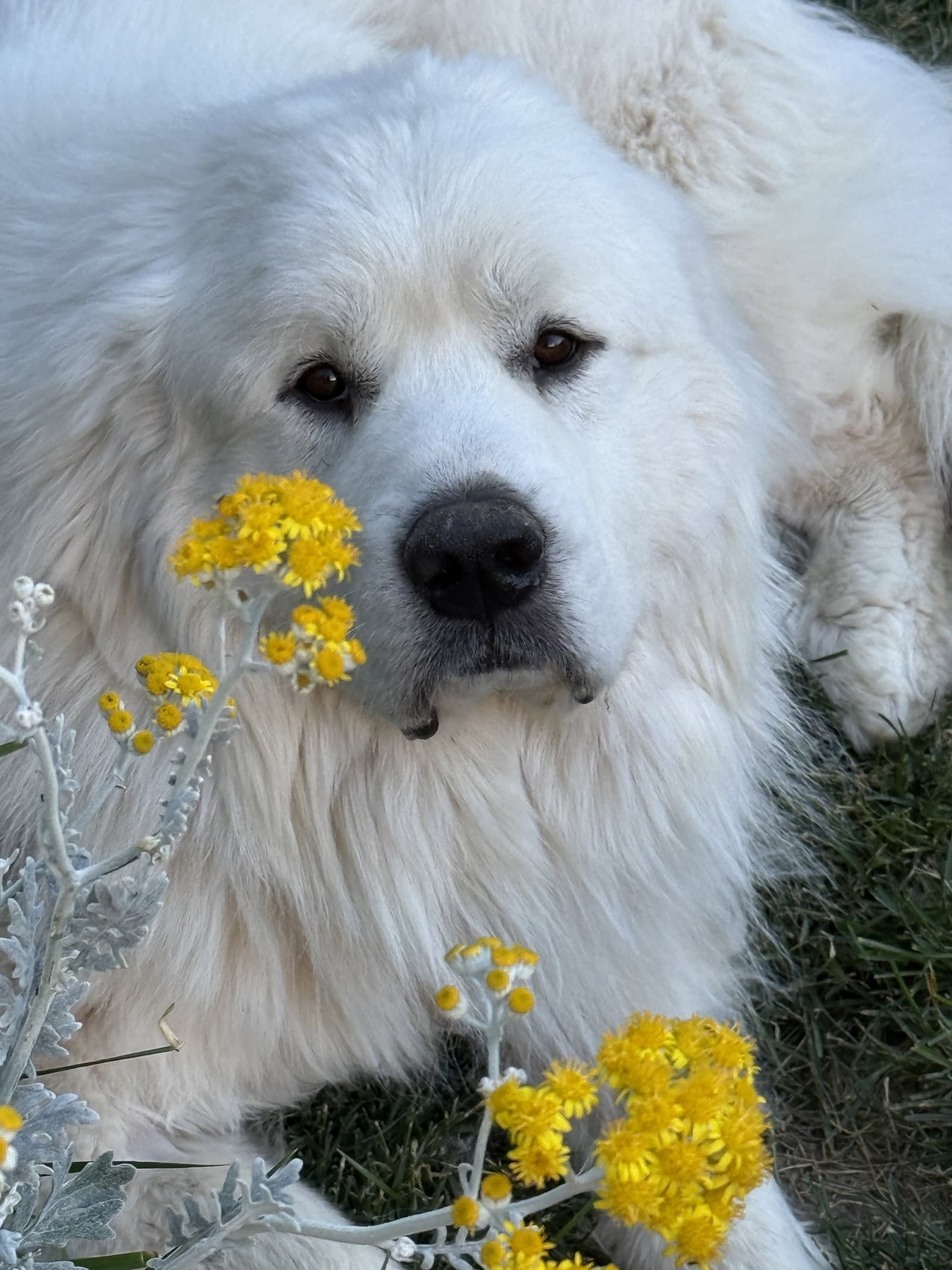 Oso - Great Pyrenees