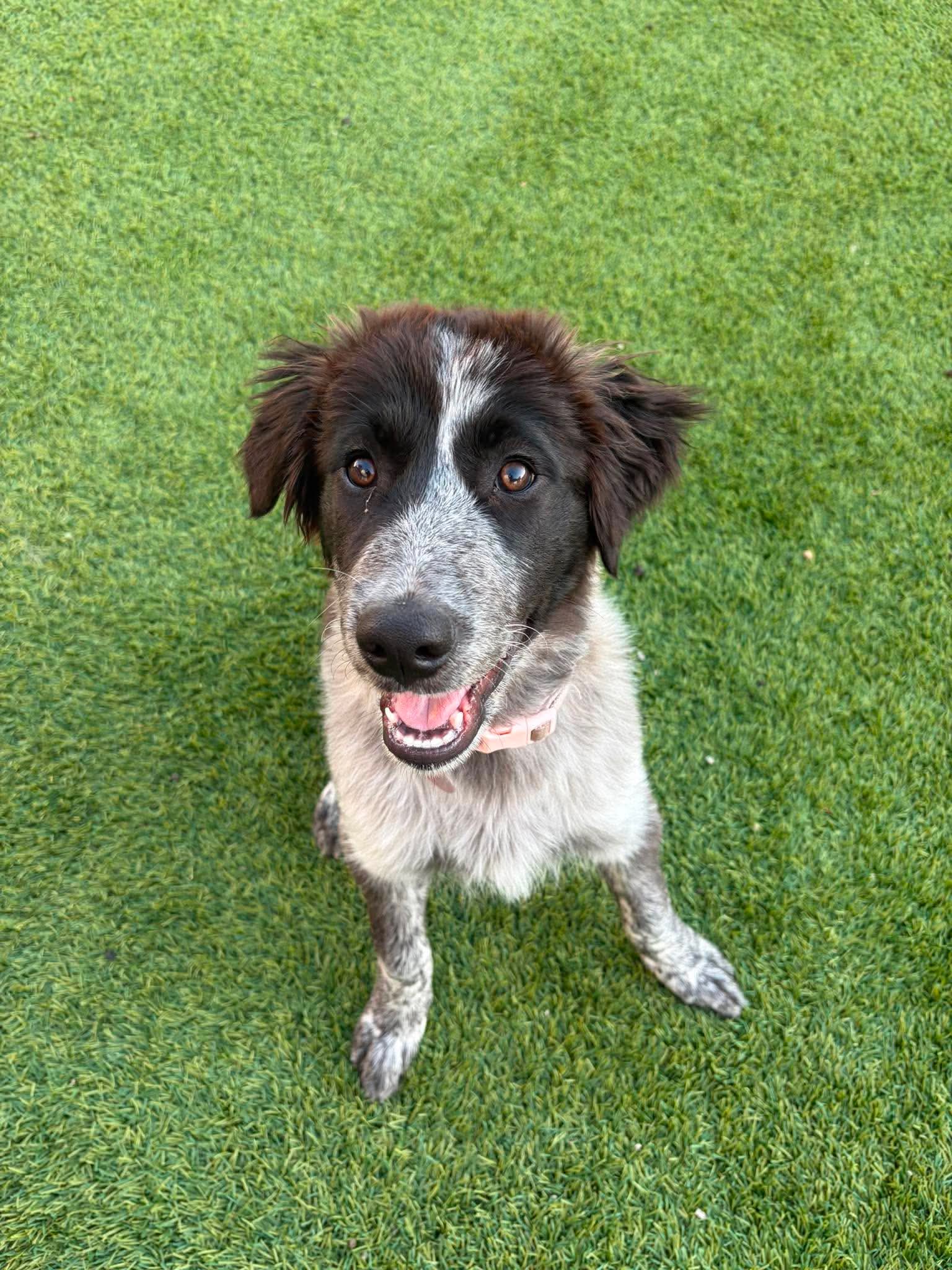 Shiloh - Great Pyrenees